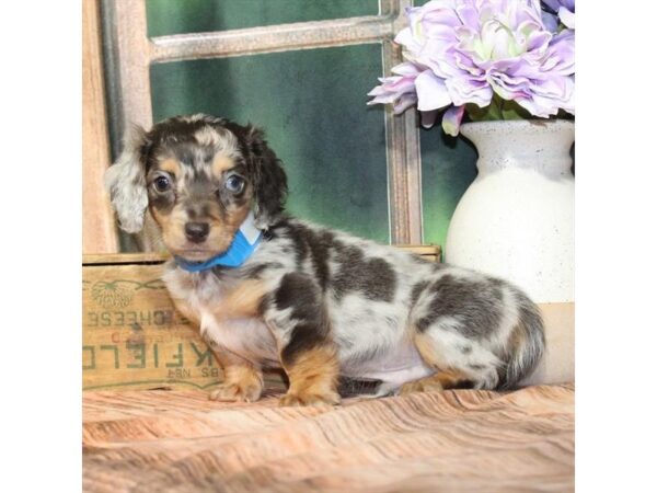 [#28958] Black / Tan Male Dachshund Puppies For Sale