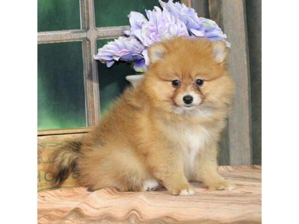 [#28959] Red Female Pomeranian Puppies For Sale