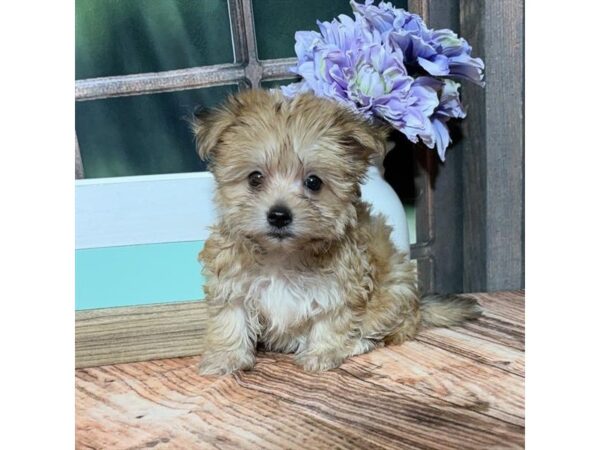 [#28960] Gold Female Maltese/Yorkshire Terrier Puppies For Sale