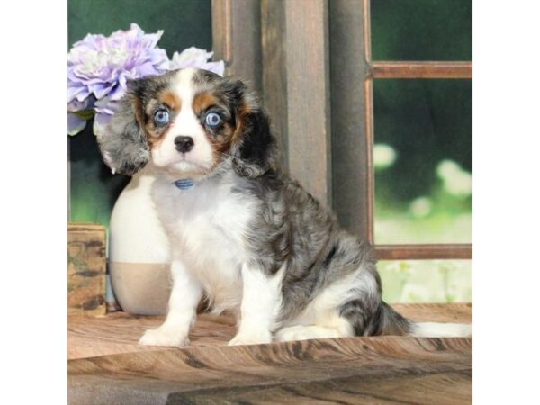 [#28961] Blue Merle / White Female Cavalier King Charles Spaniel Puppies For Sale