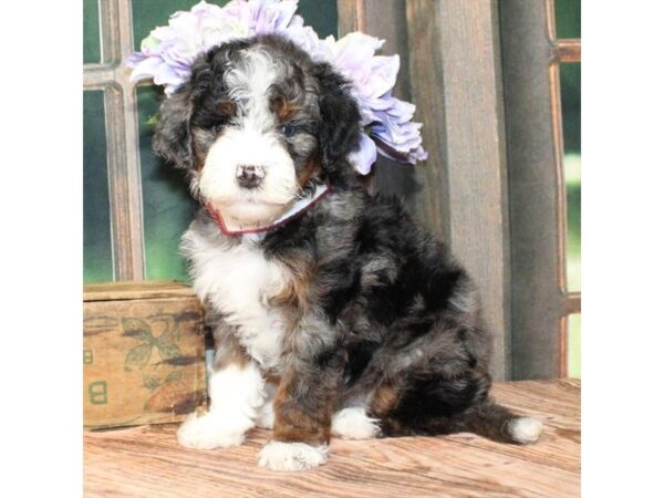 [#28963] Blue Merle / Tan Male F1B Mini Bernedoodle Puppies For Sale
