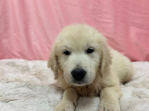 [#28957] Cream Female English Cream Golden Retriever Puppies For Sale