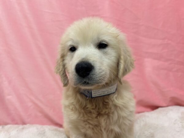[#28956] Cream Male English Cream Golden Retriever Puppies For Sale