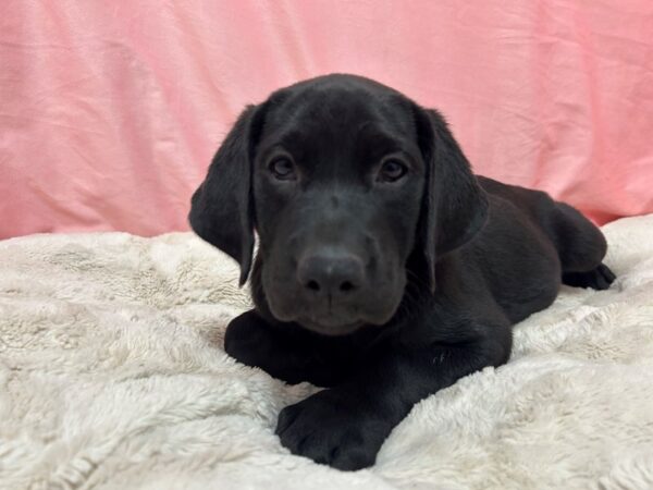 [#28955] Black Female Labrador Retriever Puppies For Sale