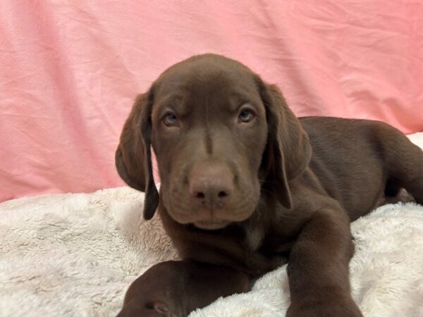 [#28954] Chocolate Male Labrador Retriever Puppies For Sale