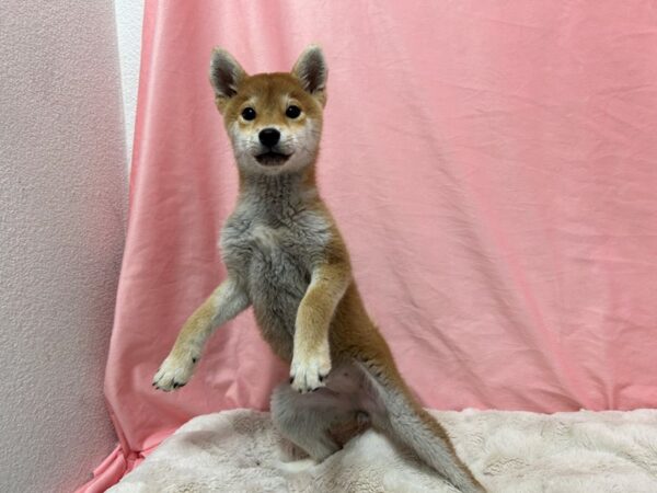 [#28964] Red Sesame Female Shiba Inu Puppies For Sale