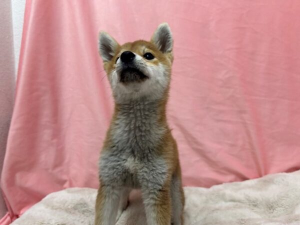 [#28965] Red Sesame Female Shiba Inu Puppies For Sale
