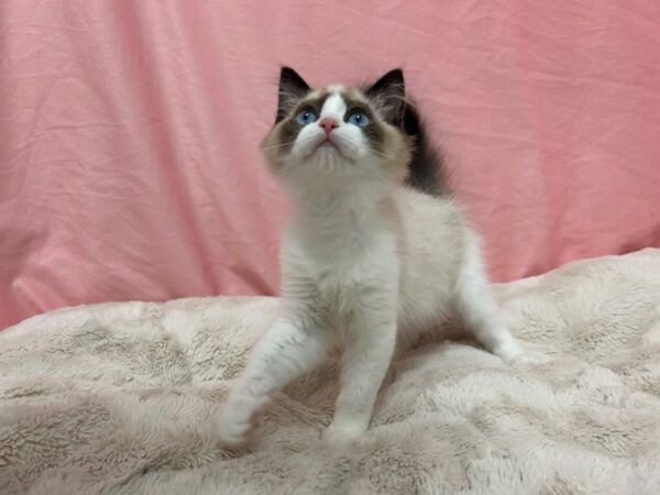 [#28968] SEAL BICOLOR Male Ragdoll Kittens For Sale