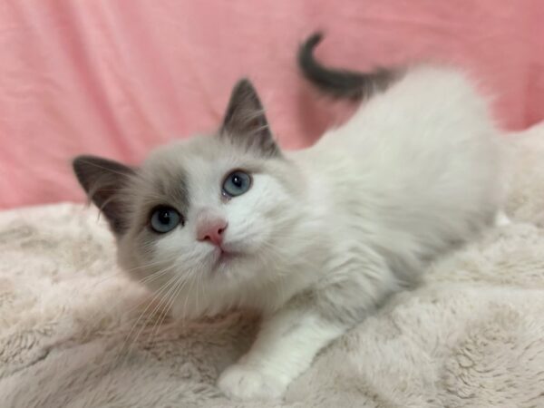 [#28969] BLUE BICOLOR Female Ragdoll Kittens For Sale