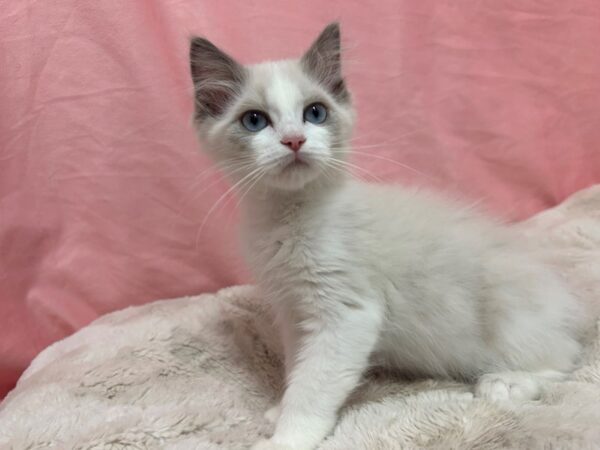 [#28967] BLUE BICOLOR Male Ragdoll Kittens For Sale