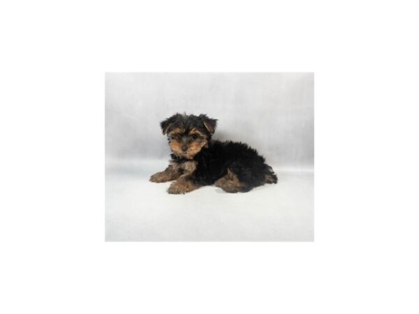 [#28970] Black and Tan Female Yorkshire Terrier Puppies For Sale