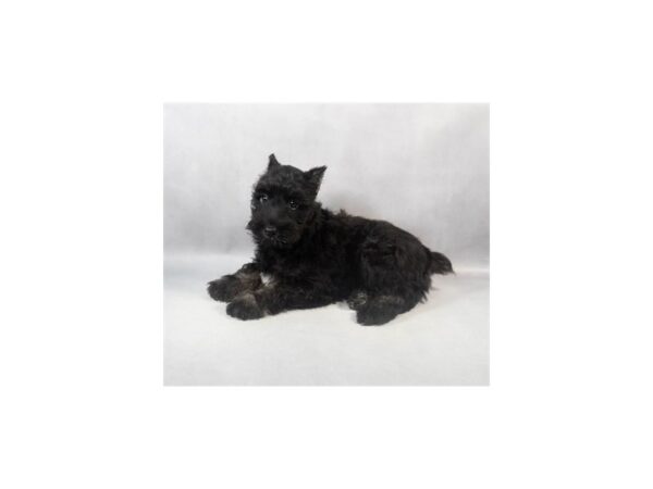 [#28971] Black and Silver Male Miniature Schnauzer Puppies For Sale