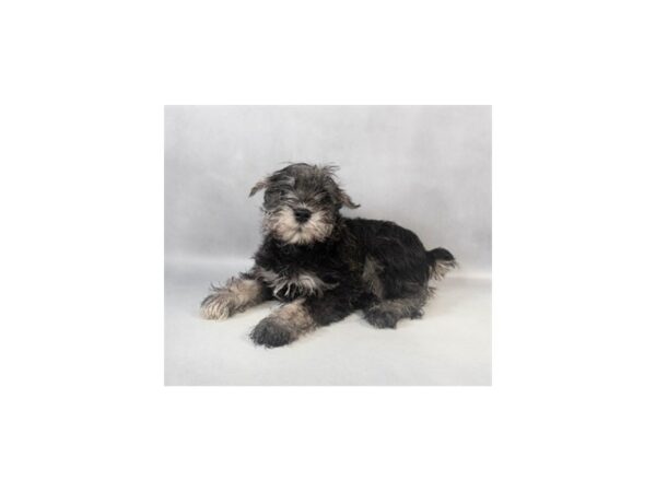 [#28973] Black and Silver Male Miniature Schnauzer Puppies For Sale