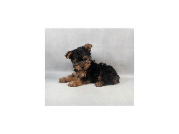 [#28976] Black and Tan Male Yorkshire Terrier Puppies For Sale