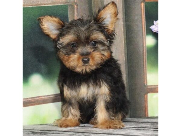 [#28978] Black / Tan Male Yorkshire Terrier Puppies For Sale