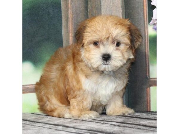 [#28979] Gold Female Maltese/Yorkshire Terrier Puppies For Sale