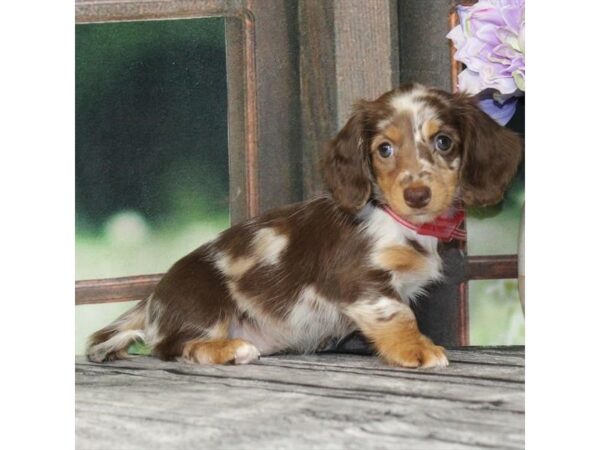 [#28981] Chocolate / Tan Female Dachshund Puppies For Sale