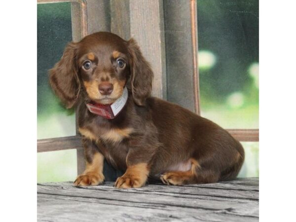 [#28982] Chocolate / Tan Male Dachshund Puppies For Sale