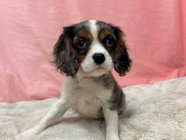 [#28961] Blue Merle / White Female Cavalier King Charles Spaniel Puppies For Sale