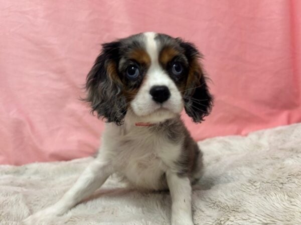 [#28961] Blue Merle / White Female Cavalier King Charles Spaniel Puppies For Sale
