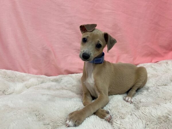 [#28945] Blue Fawn Male Italian Greyhound Puppies For Sale