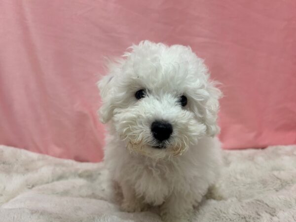 [#28947] White Male Bichon Frise Puppies For Sale