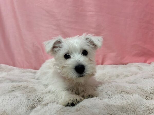 [#28948] White Female West Highland White Terrier Puppies For Sale