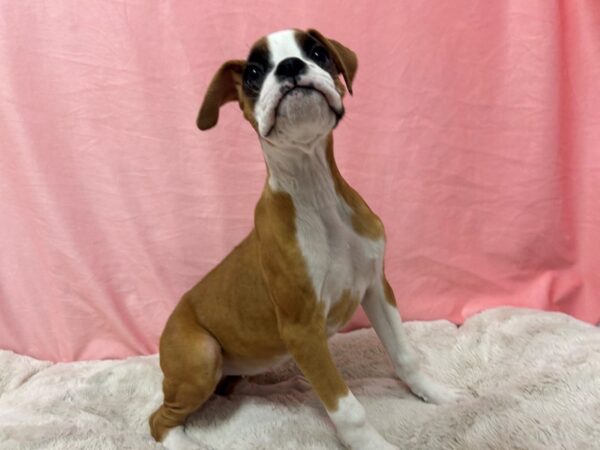 [#28940] Fawn Female Boxer Puppies For Sale