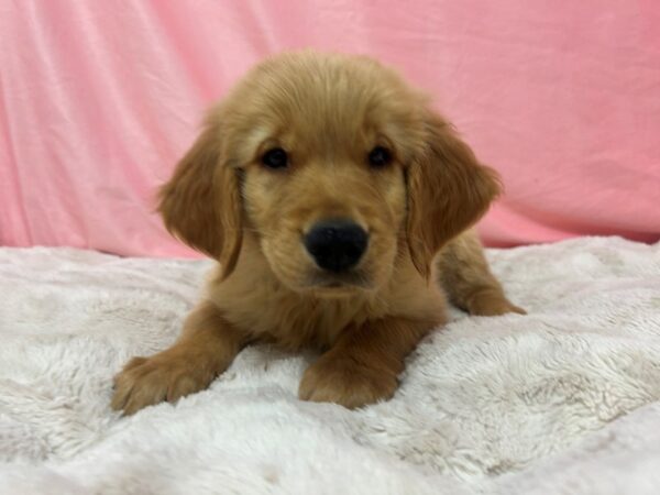[#28983] Golden Male Golden Retriever Puppies For Sale