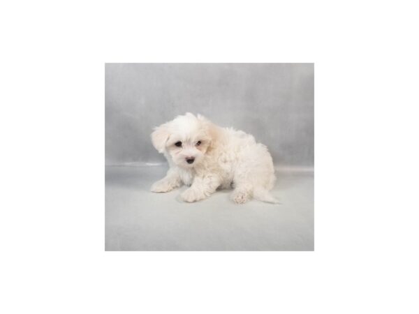[#28987] White and Biscuit Male Coton De Tulear/Maltese Puppies For Sale