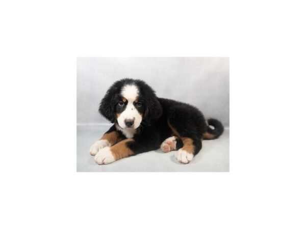 [#28988] Black Rust and White Male Bernese Mountain Dog Puppies For Sale