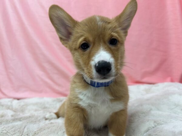 [#28998] Red / White Male Pembroke Welsh Corgi Puppies For Sale