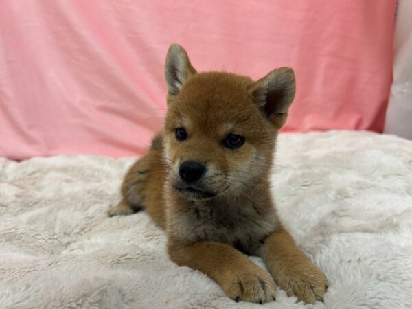 [#29003] Red Sesame Female Shiba Inu Puppies For Sale