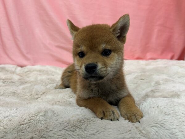 [#29004] Red Sesame Female Shiba Inu Puppies For Sale