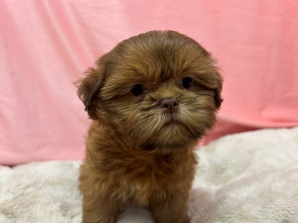 [#28985] Liver Male Shih Tzu Puppies For Sale