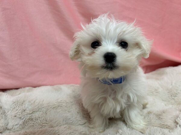 [#28990] White Male Maltese Puppies For Sale