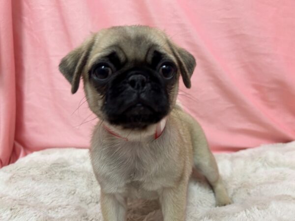 [#28986] Fawn Female Pug Puppies For Sale