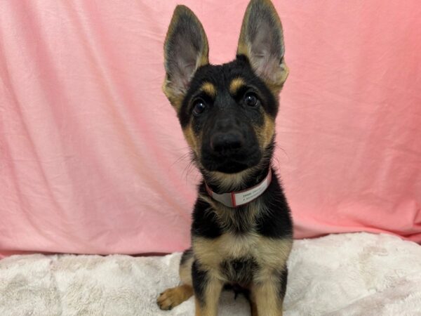 [#29000] Black / Tan Female German Shepherd Dog Puppies For Sale