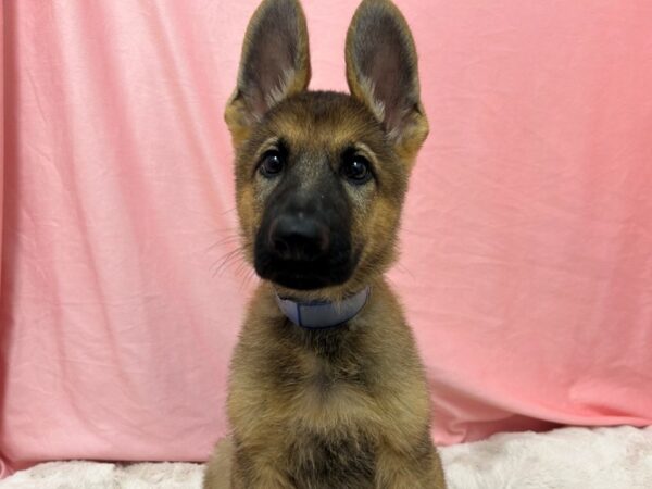 [#29001] Red Sable Male German Shepherd Dog Puppies For Sale