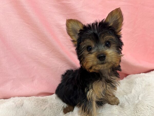 [#28976] Black and Tan Male Yorkshire Terrier Puppies For Sale