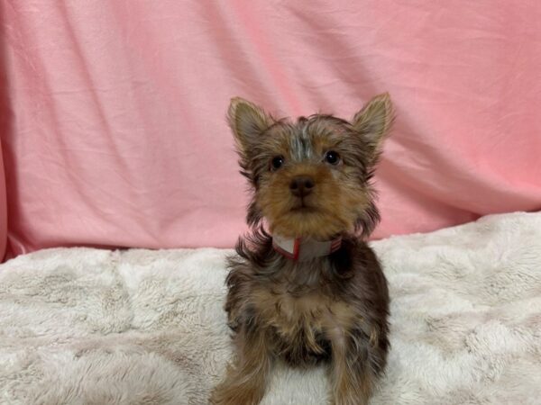 [#28972] Liver and Tan Female Silky Terrier Puppies For Sale