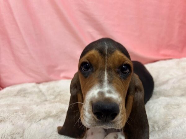[#28950] Black White and Tan Male Basset Hound Puppies For Sale