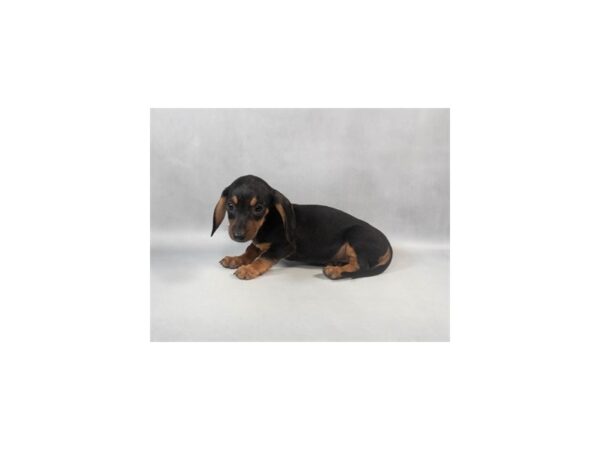 [#29018] Black and Tan Female Dachshund Puppies For Sale