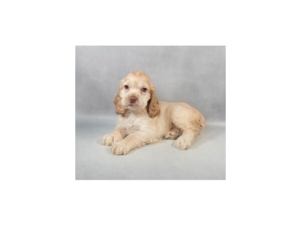 [#29019] Buff Female Cocker Spaniel Puppies For Sale