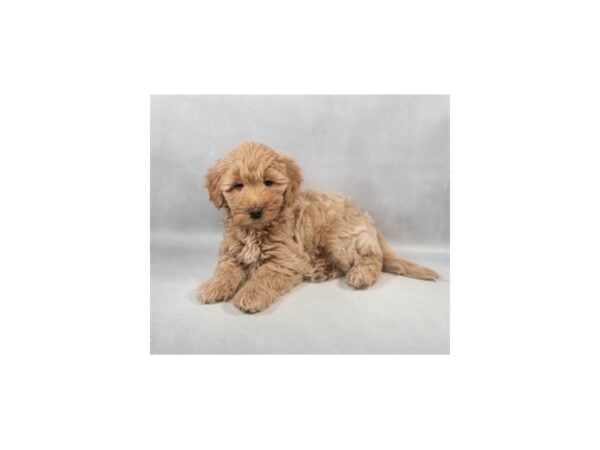 [#29020] Golden Female F1B Mini Goldendoodle Puppies For Sale