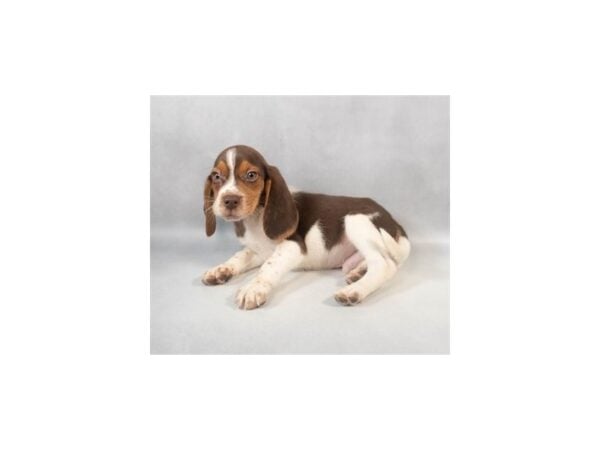 [#29021] Brown White and Tan Male Beagle Puppies For Sale