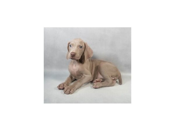 [#29022] Silver Grey Male Weimaraner Puppies For Sale