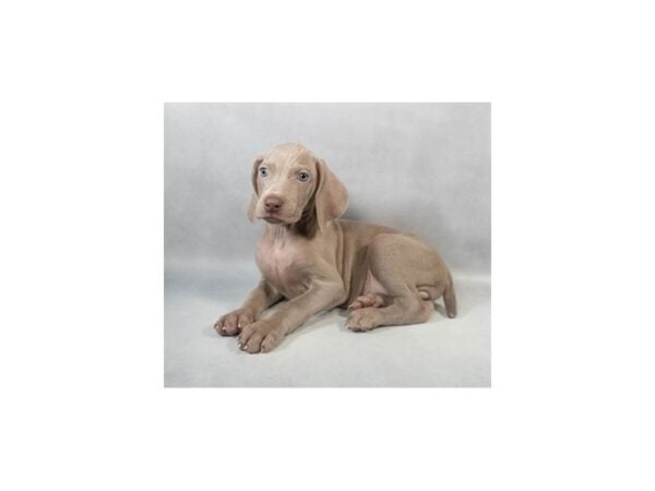 [#29022] Silver Grey Male Weimaraner Puppies For Sale