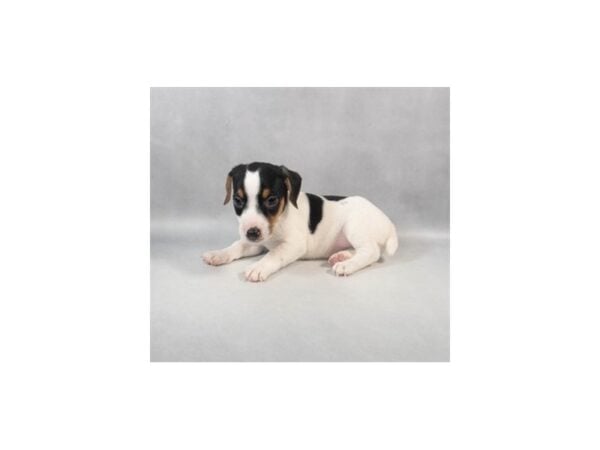 [#29023] White Black and Brown Male Jack Russell Terrier Puppies For Sale
