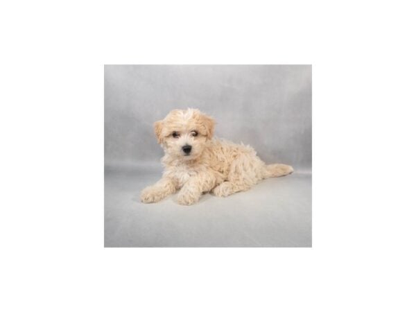 [#29024] Cream Male Havanese Puppies For Sale